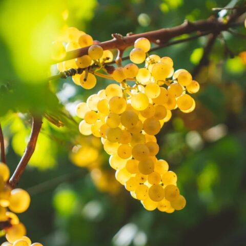 The Complete History of Cognac: Origin, Evolution & Global Rise