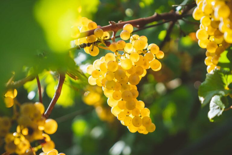 The Complete History of Cognac: Origin, Evolution & Global Rise