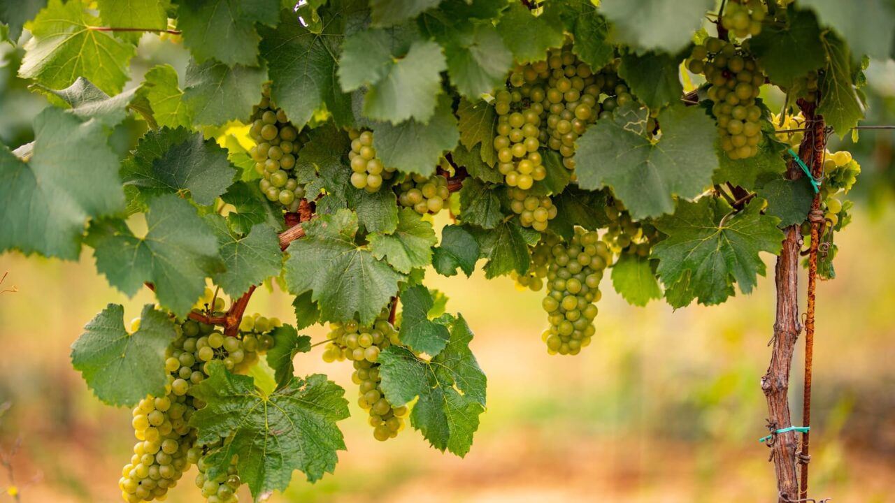 cognac vines