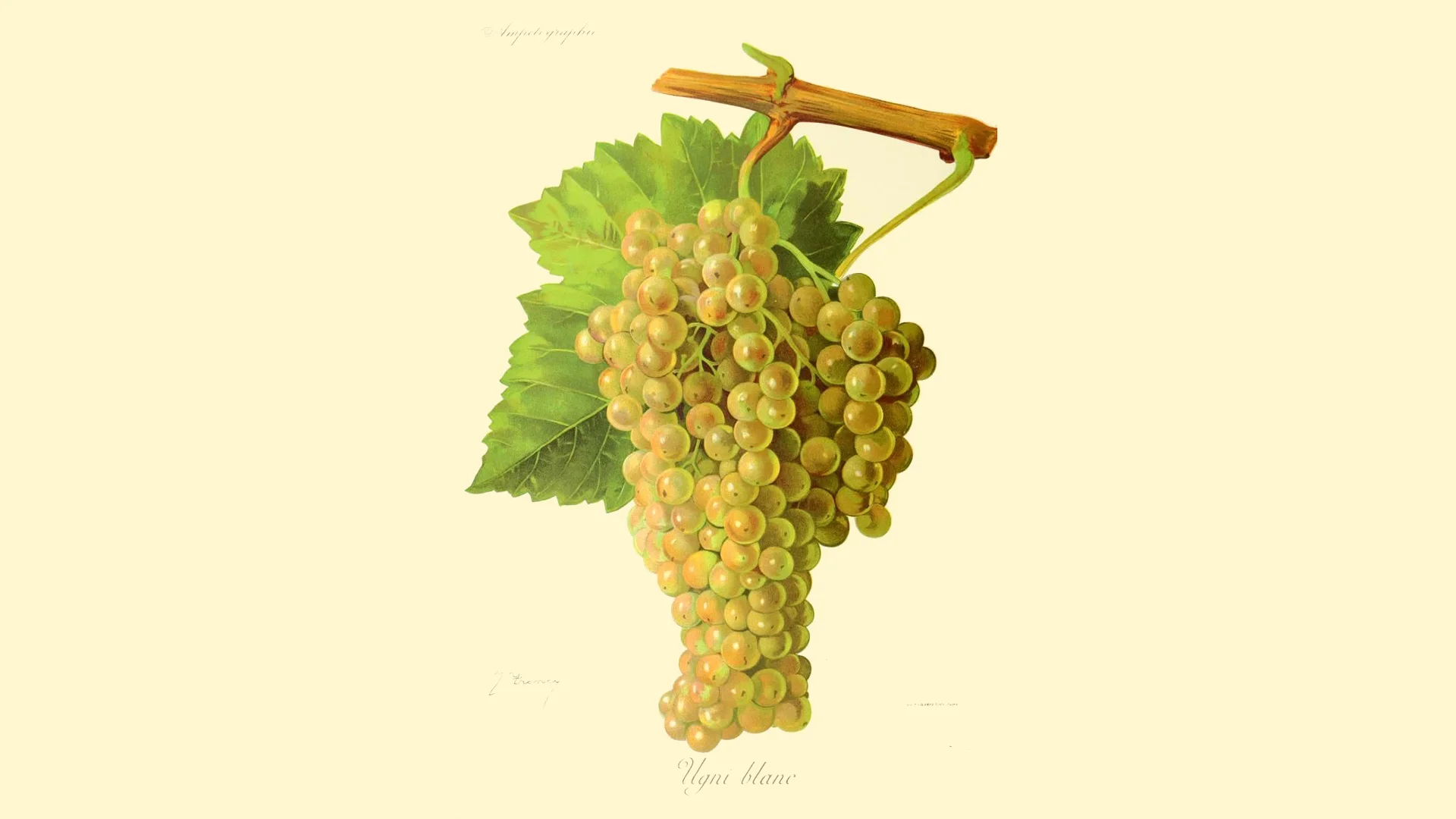 Ugni blanc Trebbiano for cognac