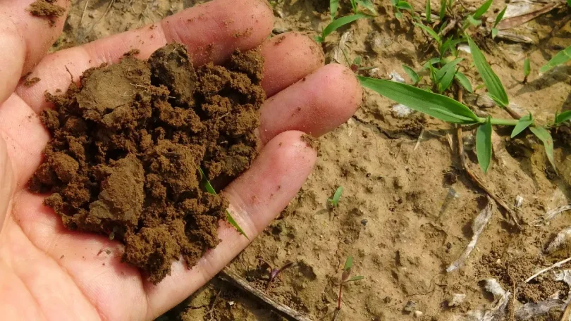 cognac soil