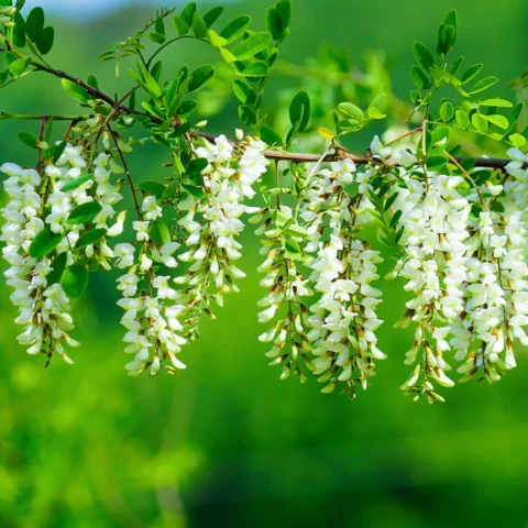 cognac acacia