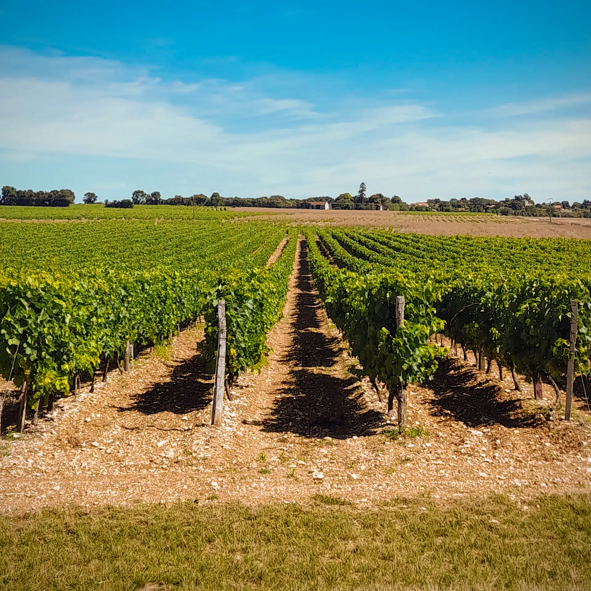 cognac vineyard