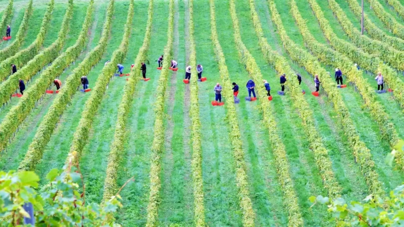 cognac vineyard