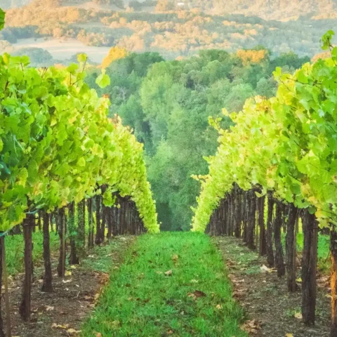 6 cognac regions