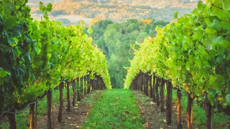 6 Cognac Regions & Crus: Complete AOC Guide to Terroir & Quality